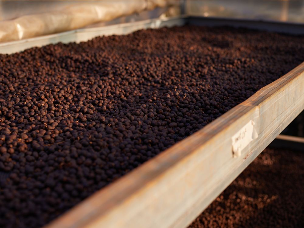 Escolher um bom café dá a certeza de que você ficará satisfeito com o resultado da bebida.